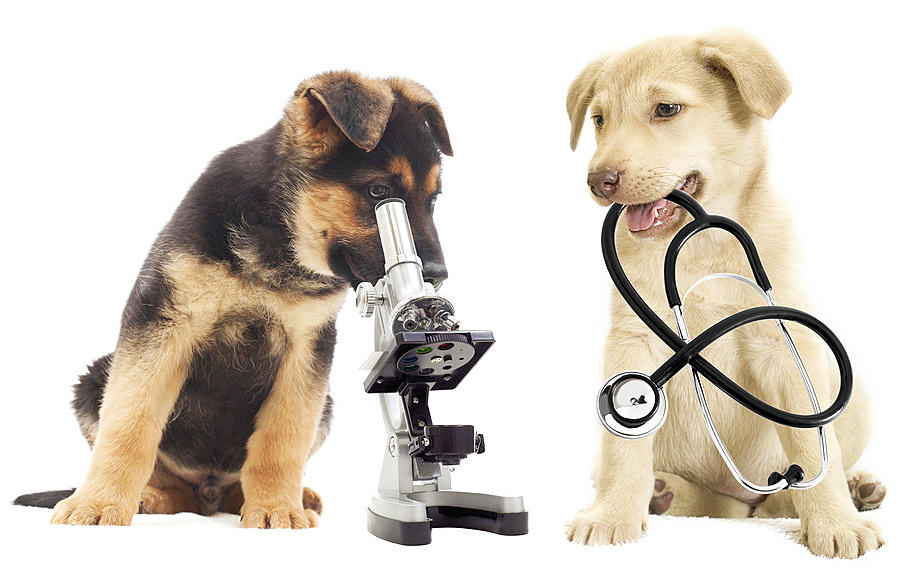 Tierheilpraxis Klinck fuer Hunde