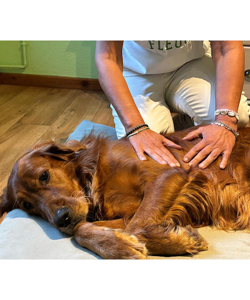 Hundeosteopathie - Die Selbstheilung sanft unterstützen