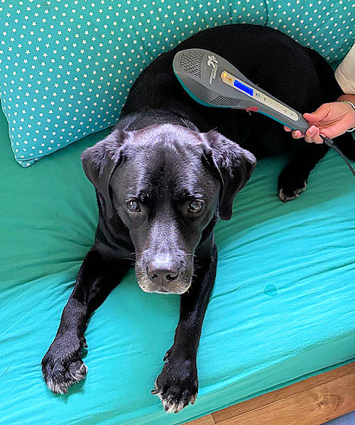 Lasertherapie bei einem Hund