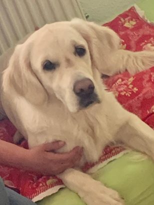 Bioresonaztherapie beim Hund
